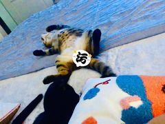 -瑞鹏宠物医院·宠保定点·心脏科·内科(御桥分院)