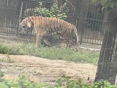 -秦皇岛野生动物园