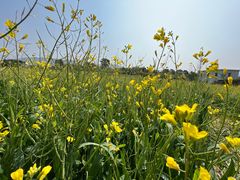 -光明小镇欢乐田园