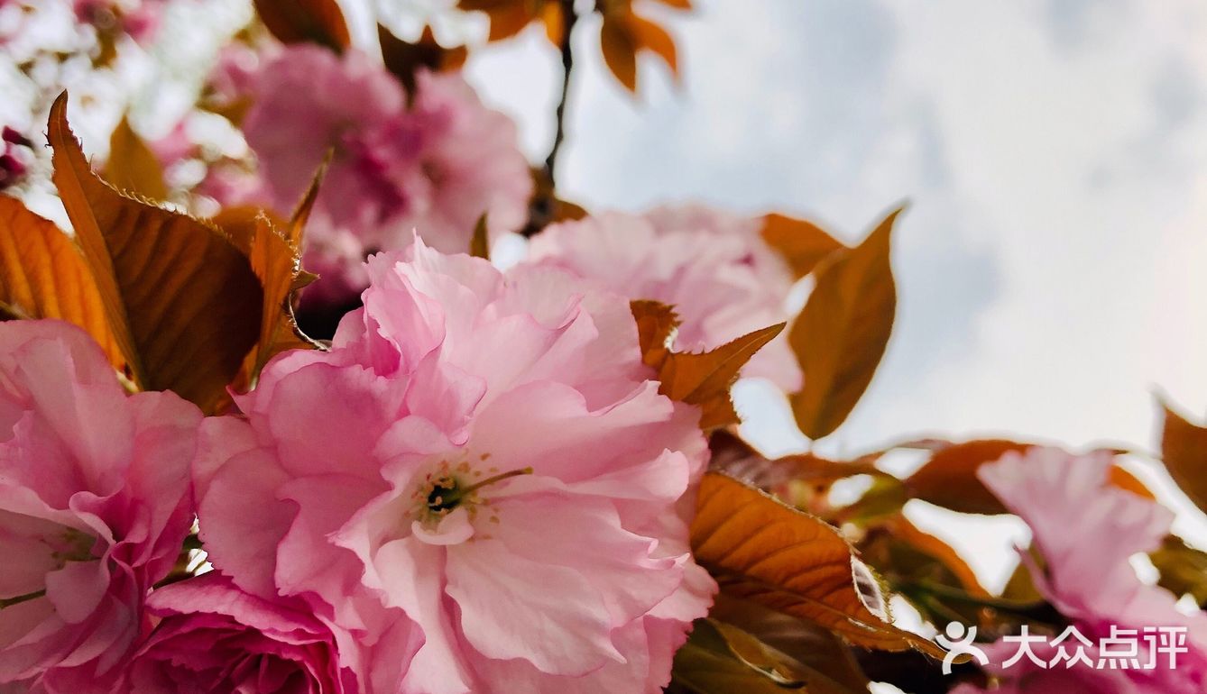 春天的颜色 | 海棠花开
