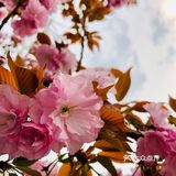 春天的颜色 | 海棠花开