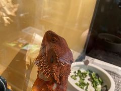 -酷以爬仙阁实体爬宠店·守宫·蜥蜴·专业繁育