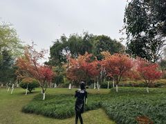 -龙头寺公园