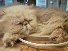 -猫色咖啡·猫咖