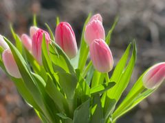 -循礼门鲜花花市(武汉循礼门店)