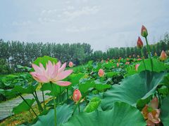 -泗洪洪泽湖湿地景区