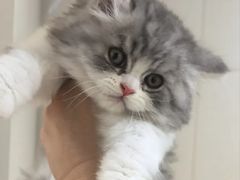 -lincat·猫舍(广州店)