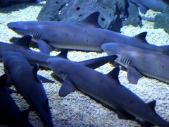 -烟台海昌鲸鲨海洋公园