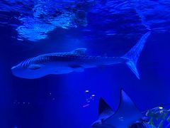-烟台海昌鲸鲨海洋公园