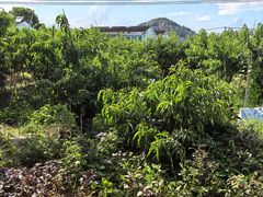 -老袁家蜜桃农场·阳山水蜜桃