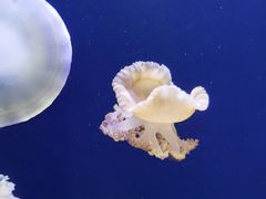 -海合安天津极地海洋公园