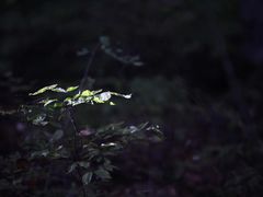 -五营红松林海景区