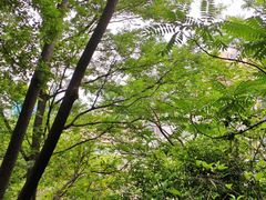 -佛山华盖山公园