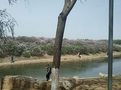 -丁香湖公园