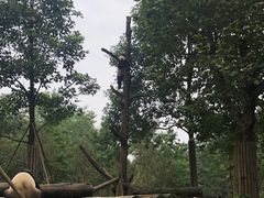 -都江堰中华大熊猫苑