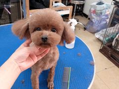 -沐沐家宠物(成寿寺店)