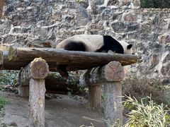 -都江堰中华大熊猫苑