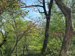 -宜兴龙背山森林公园