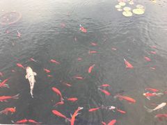 -浙江西子宾馆·瑶园咖啡厅