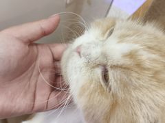 -喵园·猫主题咖啡厅·撸猫·猫咖(国贸店)