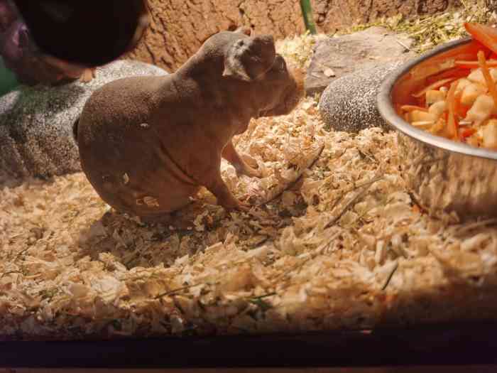 南京金鹰动物世界-"周末带娃去室内动物园,位置就在负二楼,都.