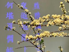 -沈灶河豚宴·河豚融合餐厅(汉中路店)