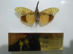-上海昆虫博物馆