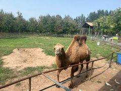 -秦皇岛野生动物园