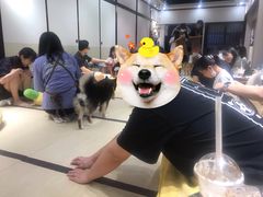 -逗柴咖啡屋·狗咖猫咖宠物桌游
