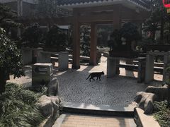 -老幺泉水鸡