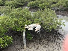 -北海金海湾红树林生态旅游区