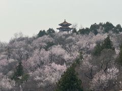 -白水寺森林公园