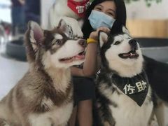 -Husky Go!哈士奇体验馆·宠物咖啡厅狗咖