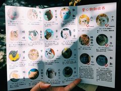 -喵屿·大理花园猫咖