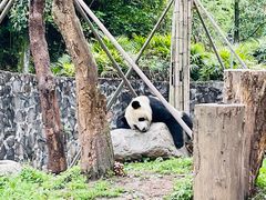 -都江堰中华大熊猫苑