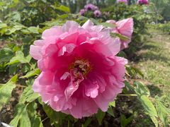 -合肥三国新城遗址公园