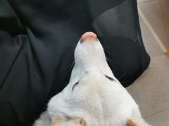 -柴务处·柴犬主题狗咖