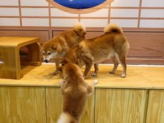 -柴源莊·柴小宠柴犬咖啡