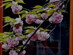 -高东镇樱花园
