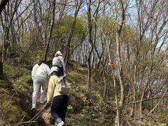 -千年银杏谷文化旅游区