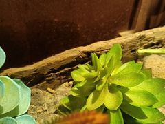 -老牌坊云南鱼豆花火锅(哈西万达店)