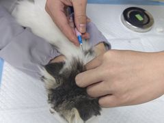 -贝康宠物医院·犬猫全科·小动物特色诊疗中心(东环路店)