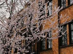 -桃花堤公园