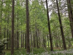 -黄海国家森林公园