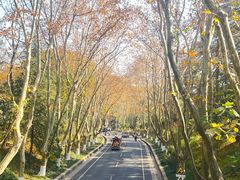 -南京维景国际大酒店(南京博物院店)