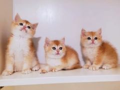 -十年猫舍·猫咪专门店(普陀店)