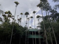 -海南槟榔谷黎苗文化旅游区