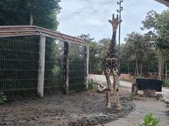 -清迈夜间动物园