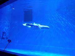 -芜湖新华联大白鲸海洋公园