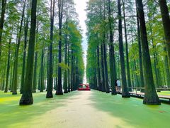 -渌洋湖湿地公园